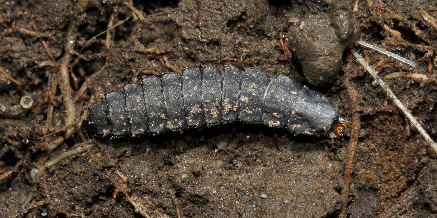 Lampyridae: larva di Luciola sp.